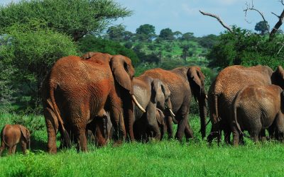 Tarangire National Park