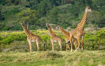 Mkomazi National Park