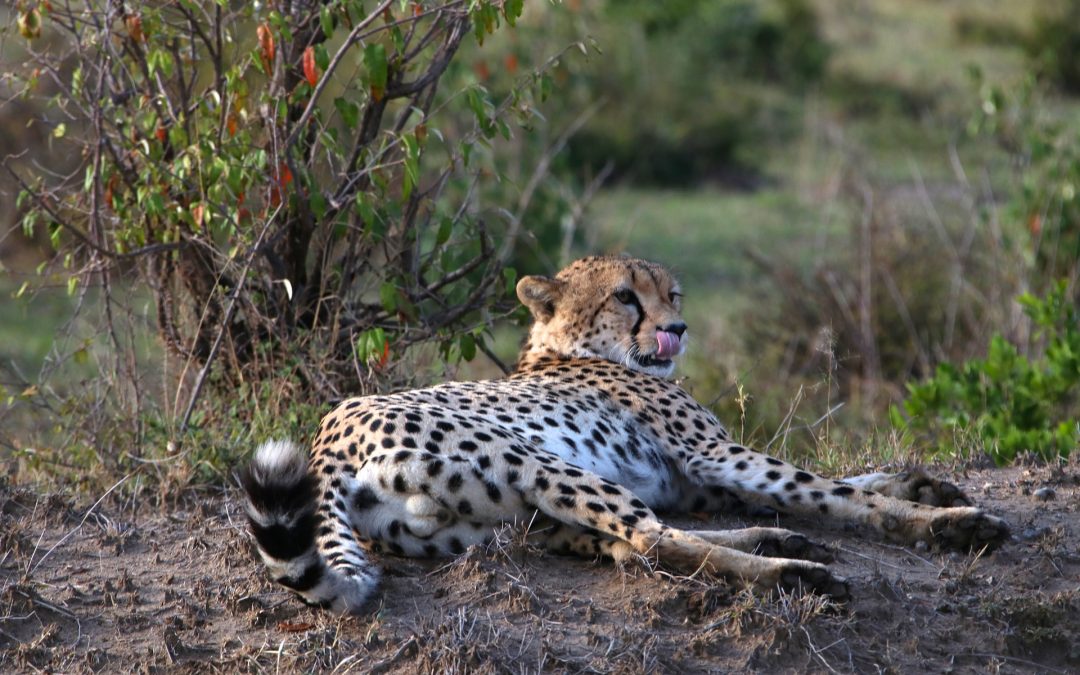 6 Day Lake Manyara, Serengeti, Ngorongoro Crater and Tarangire